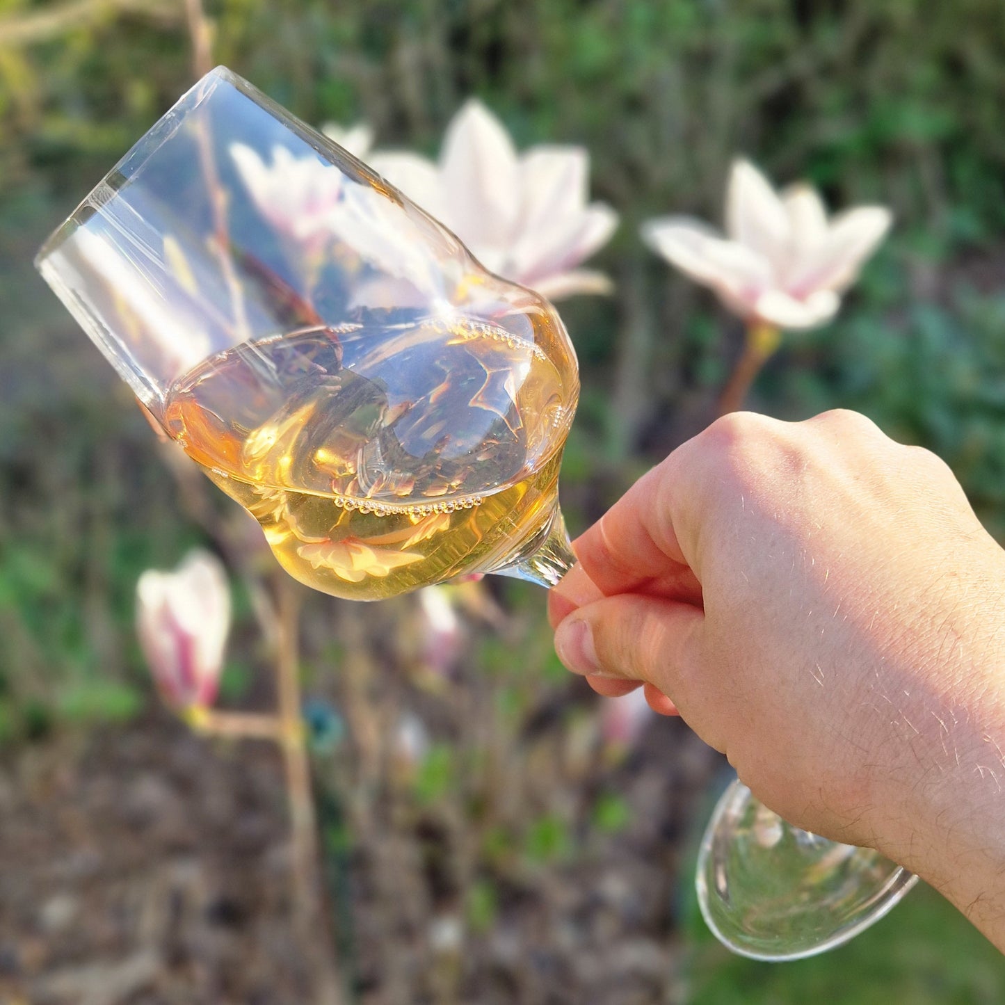 Rosa dei Casaretti DOC