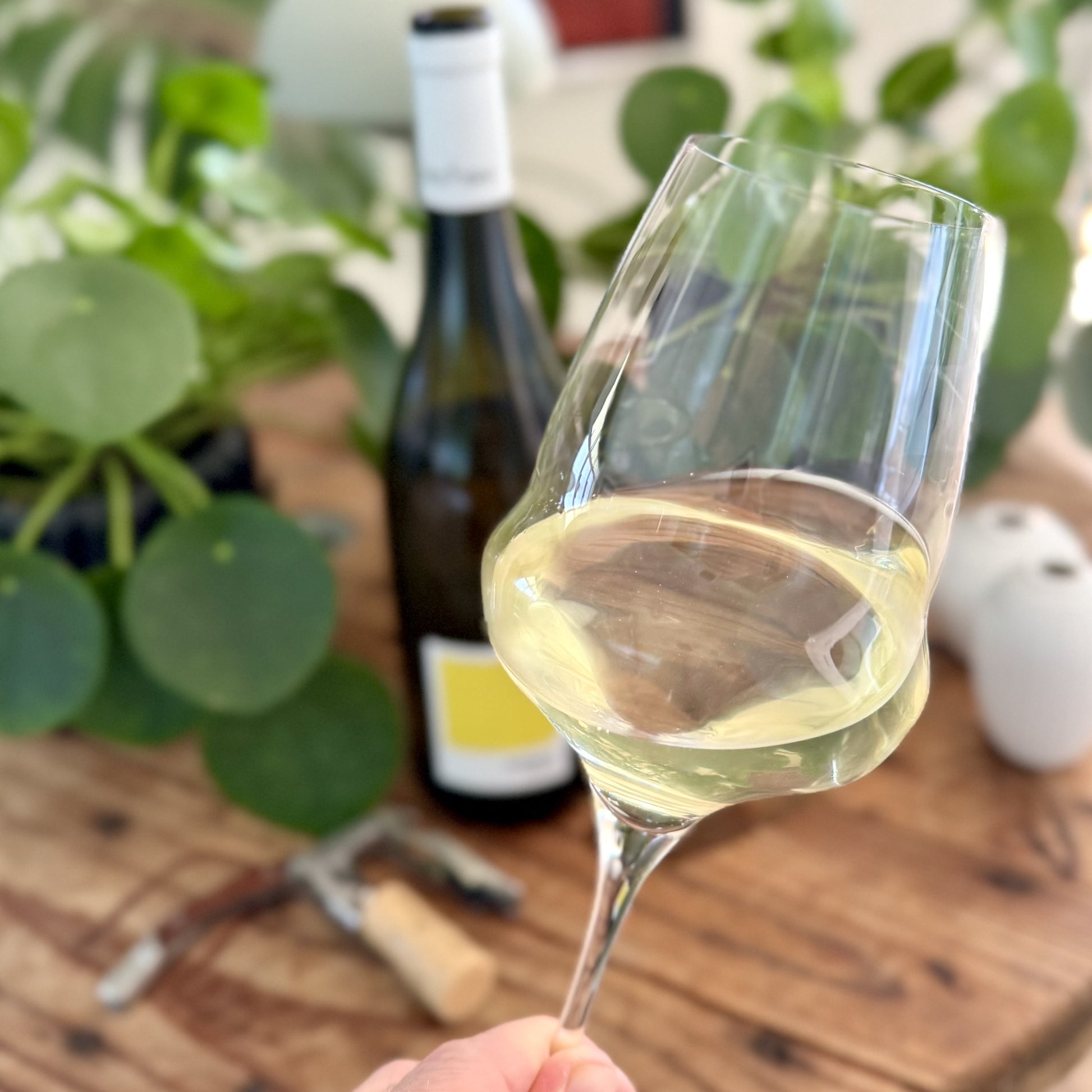 Glass of white wine held by a hand with a bottle and plants in the background