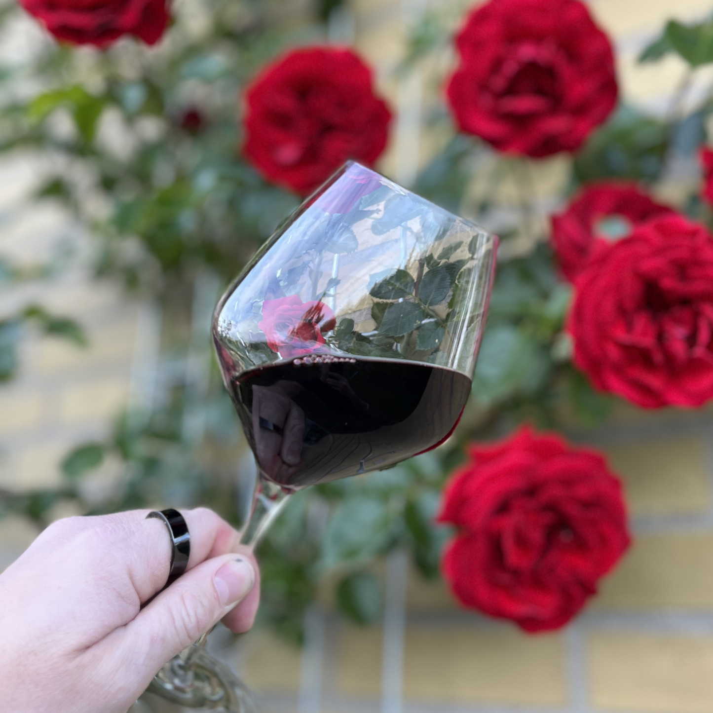 A hand holds up a glass of rich red Vaona Amarone wine, presented in front of a atmospheric, softly blurred background of red rose bushes.