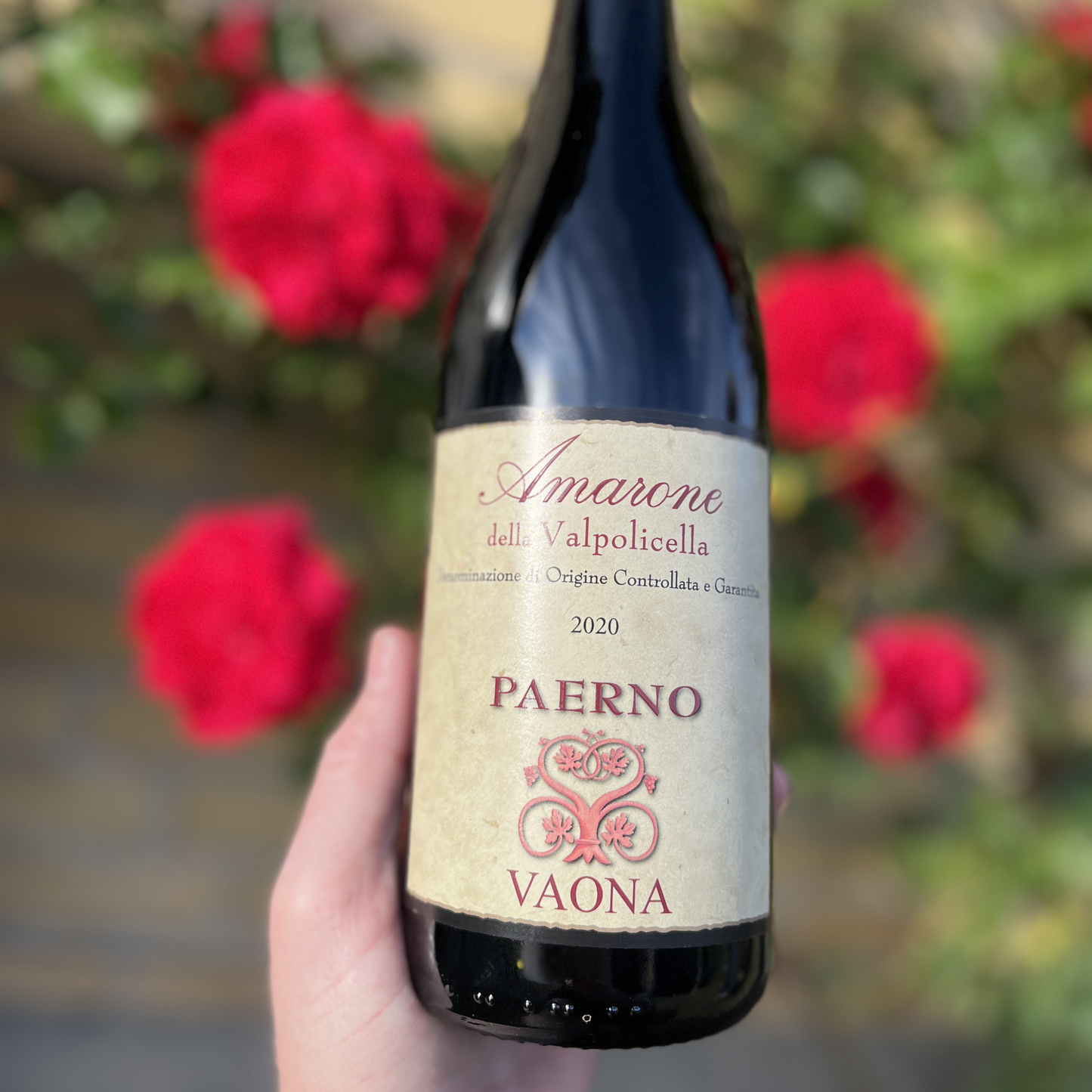 A hand holds a bottle of Vaona Amarone Classico Italian red wine centered in the frame, set against a softly blurred background filled with lush red roses.