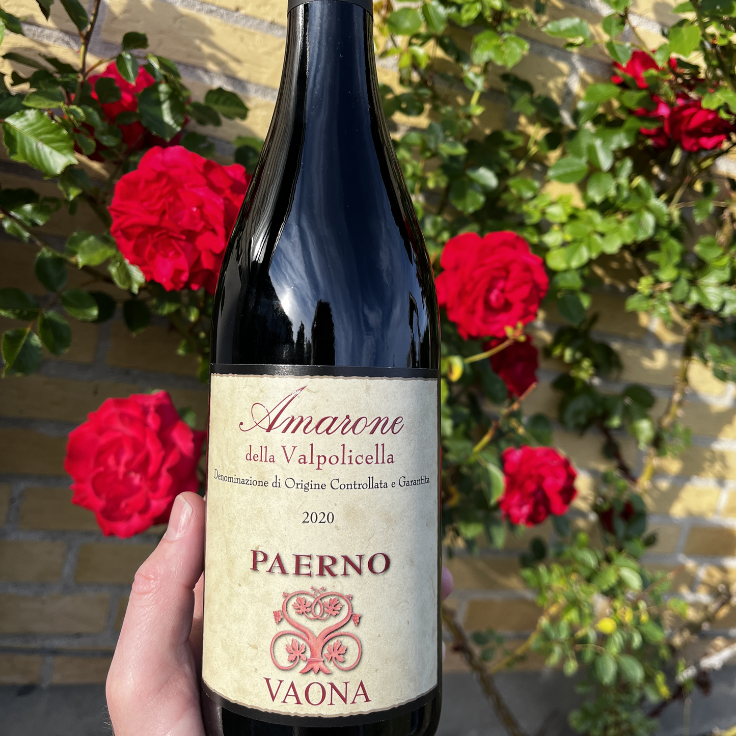 A hand holding a bottle of Vaona Amarone Classico red wine, shot in sharp focus with a clear, non-blurry backdrop of vibrant red rose bushes in full bloom.