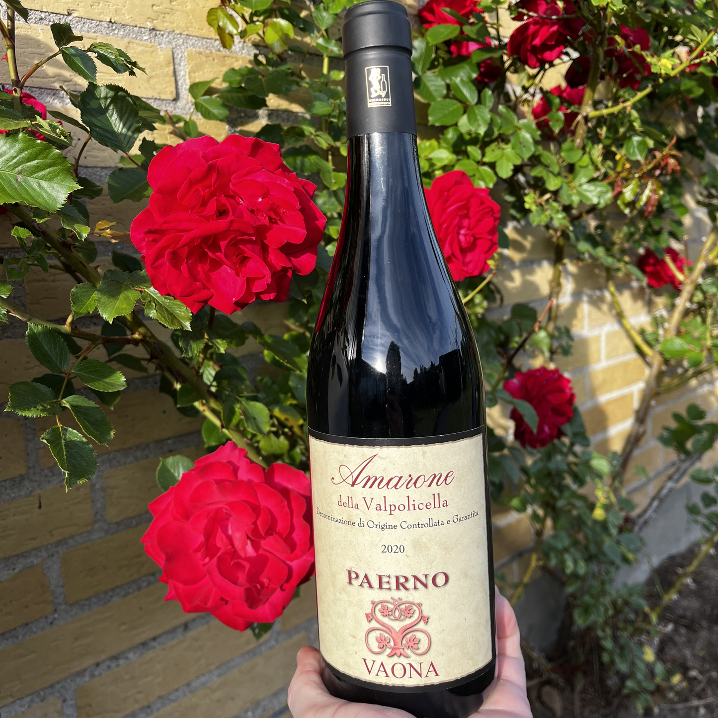 An alternative, dynamic angled close-up of a hand holding the bottle of Vaona Amarone Classico, showcasing the label clearly against a sharp, detailed background of red roses.